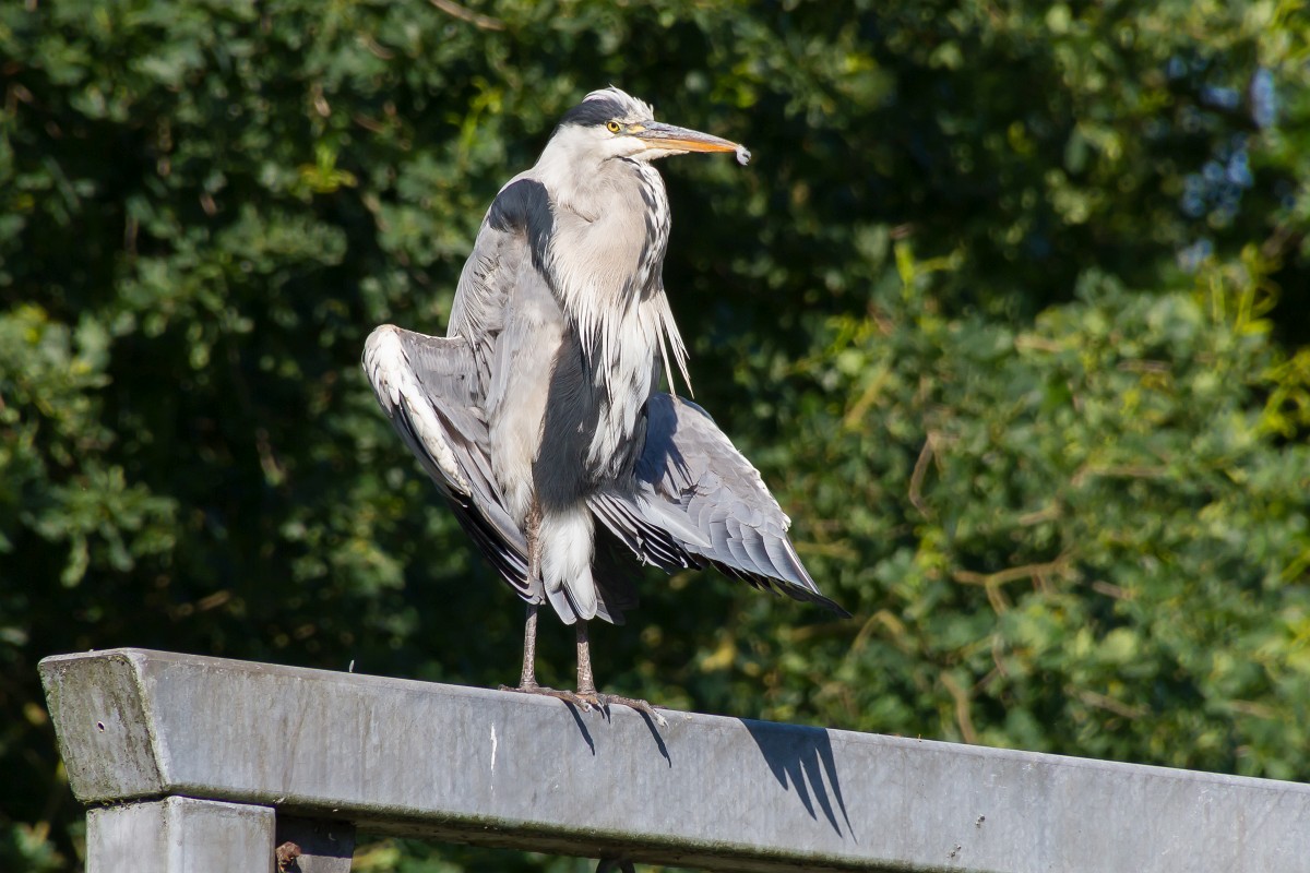 foto: [20160704PV5737]